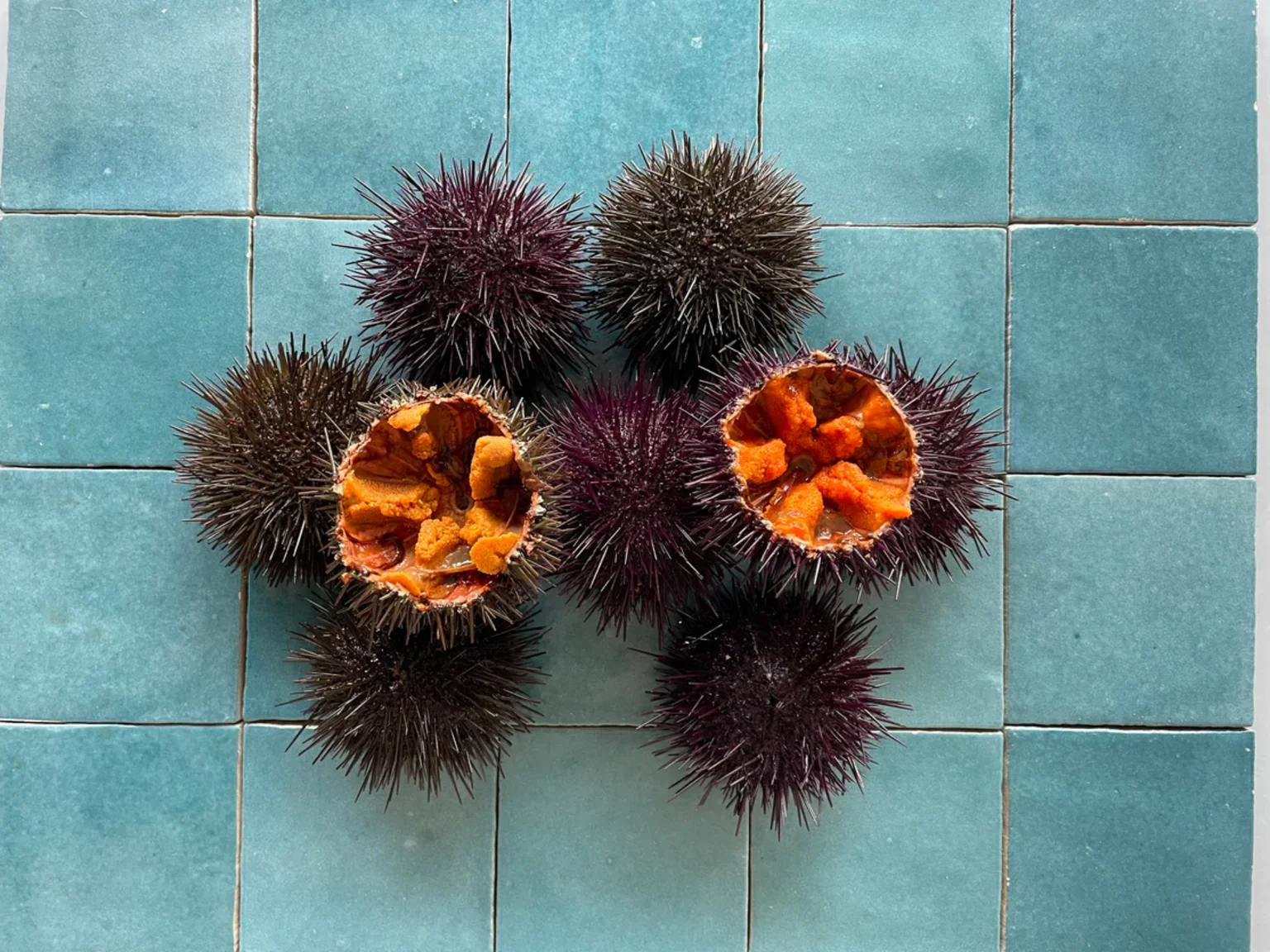 Nos magnifiques oursins violets ! Un vrai trésor pour les papilles